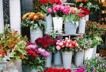 花店吃瓜视频爆料大全集,揭秘娱乐圈幕后风云